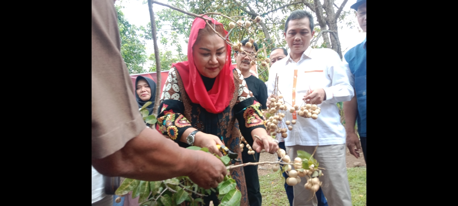 Mbak Ita Panen Kelengkeng Hawai, Kulit Putih, Buah Unik dan Manis, Cocok Dikembangkan di Semarang