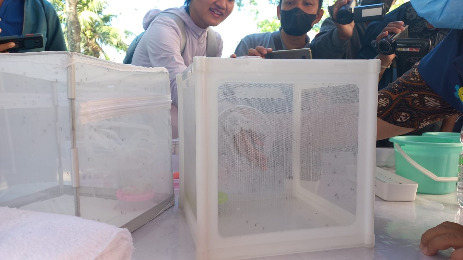 IDI Kota Semarang: Nyamuk Wolchabia Efektif Tekan Angka Demam Berdarah