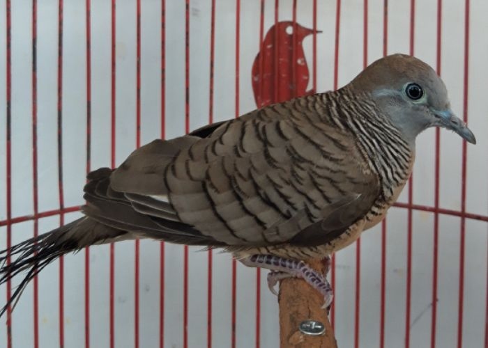 Keindahan dan Mitos Burung Perkutut dalam Sejarah dan Budaya Jawa