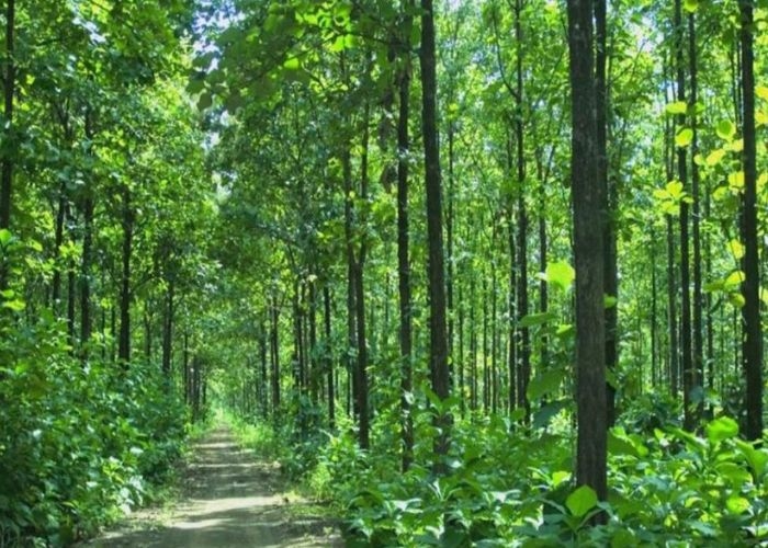 Misteri Hutan Blora Jawa Tengah: Kawasan Hutan yang Diselimuti Suasana Angker dan Penuh Kesesatan