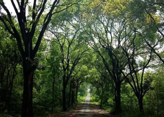 Sebuah Kisah Mistis dari Alas Kethu Wonogiri: Keindahan Alam yang Dipenuhi Misteri dan Legenda