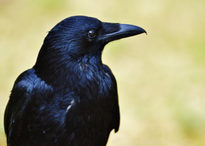 Misteri Tersembunyi: Mengungkap Awal Mula Mitos Burung Gagak di Atas Rumah, Jejak Sejarah dan Realitas Ilmiah