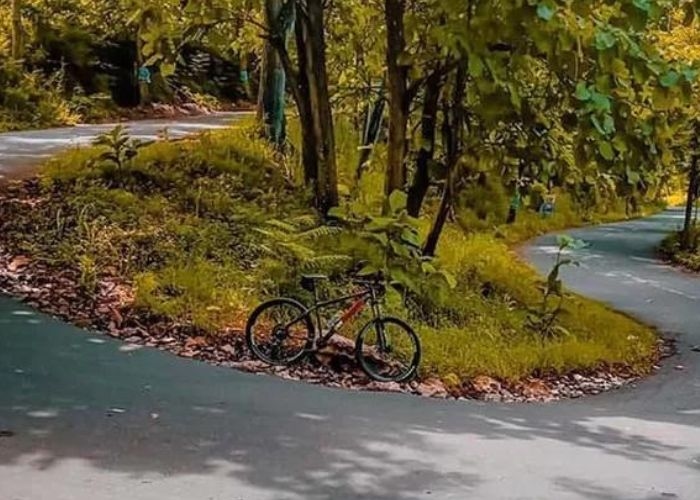 Mengintip Keindahan Alam Serta Misteri di Jalur Lok Songo: Jalanan yang Berkelok serta Cerita Mistis yang Tersembunyi