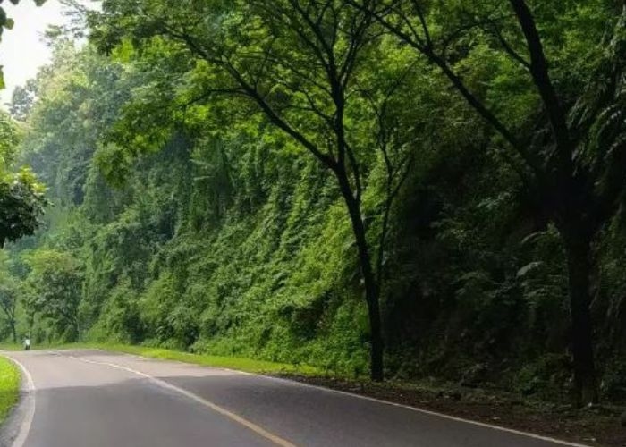 Kisah Angker Dibalik Nama Besar Alas Roban: Kisah Hantu Tanpa Kepala yang Mengganggu Pengendara dan Bus Hantu Alas Roban