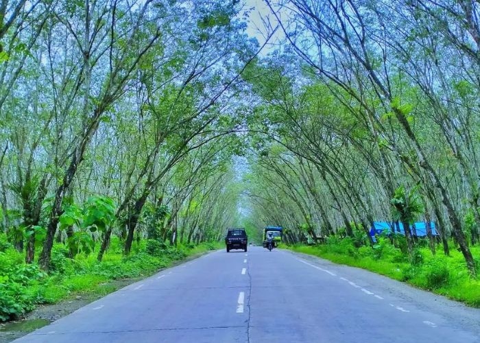 Kisah Angker di Lampung: Sebuah Kisah dari Kebun Karet Trikora, Keindahan Alam dan Misteri di Tengah Lampung Selatan