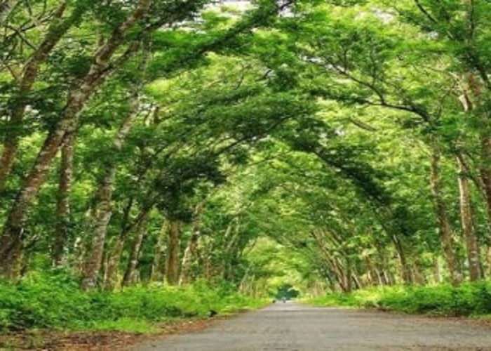 Kisah Angker Beberapa Destinasi di Daerah Blora: Alas Bonggan, Misteri dan Keangkeran Hutan Jati di Jawa Tengah