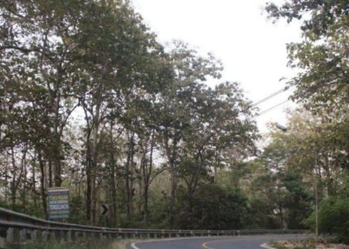 Kisah Angker Beberapa Lokasi di Blora: Misteri Hutan Jati, Salah Satu Tempat Paling Angker di Jawa Tengah