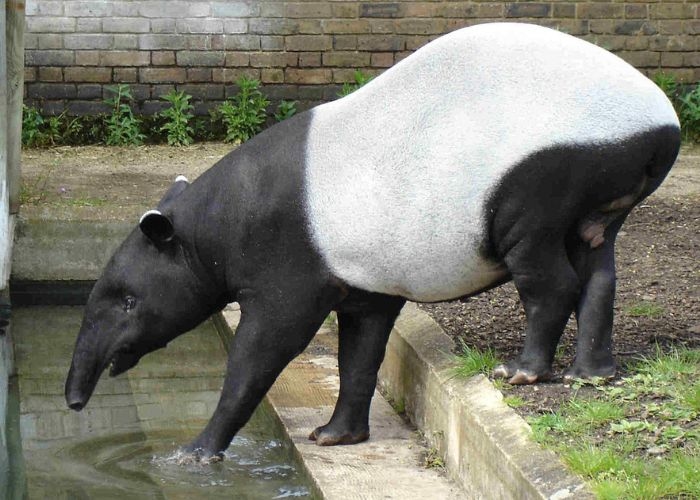 Peringatan Hari Tapir Sedunia, Sabtu 27 April 2024: Mari Kita Selamatkan Tapir dari Kepunahan dan Turut Serta Dalam Konservasi Alam