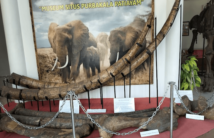 6 Fakta Menarik dari Situs Patiayam, “Gudangnya” Fosil Purbakala di Jawa Tengah