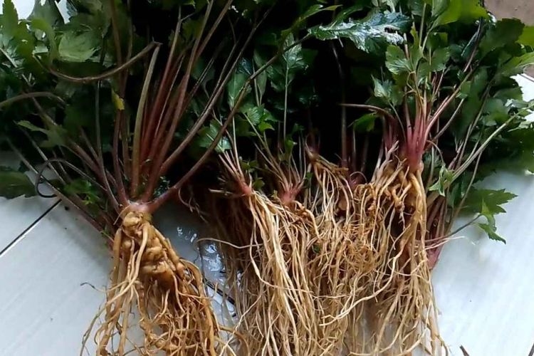 Bapak-bapak Wajib Tahu! Kopi Purwaceng Minuman Penambah Vitalitas Khas Dieng Wonosobo, Simak Lengkap 10 Khasiat Purwaceng