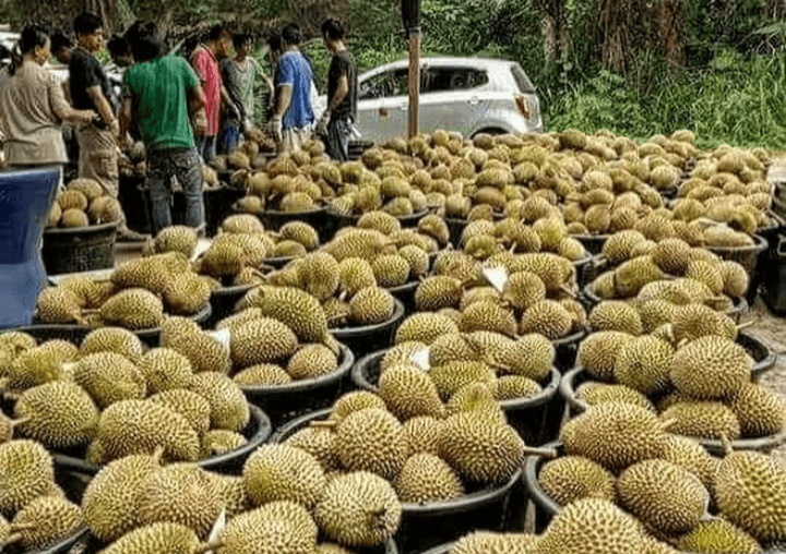 Gak Usah Jauh-Jauh Ke Thailand, Ini 5 Kecamatan Penghasil Durian Terbanyak di Kabupaten Wonosobo