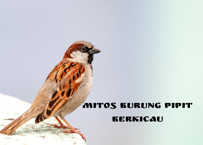 Menyingkap Fakta Dibalik Mitos Burung Pipit Berkicau: Memahami Pesan Tersembunyi Dibalik Kicauannya