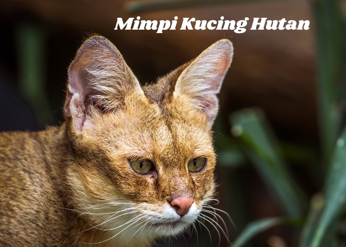 Makna serta Tafsiran dari Mimpi Kucing Hutan: Apakah Ada Pertanda Baik atau Bahkan Buruk?