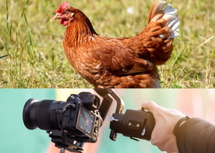 Meniru Alam: Kestabilan Kepala Ayam dan Burung Ternyata Menjadi Inspirasi Teknologi Stabilizer