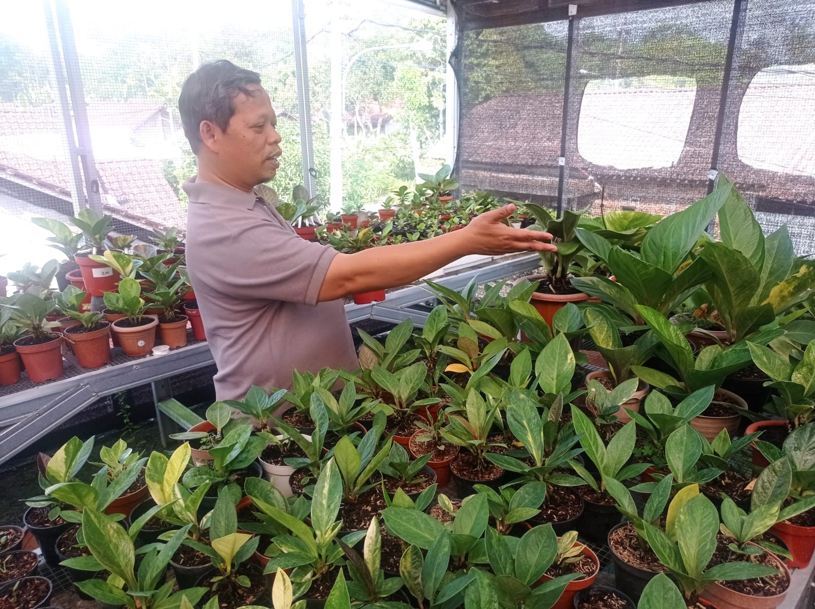 Kisah Sukses Budi Santoso: Dari Pembudidaya Anthurium Jemani Hingga DPRD Kota Salatiga, Kini Maju Calon Walikota Salatiga