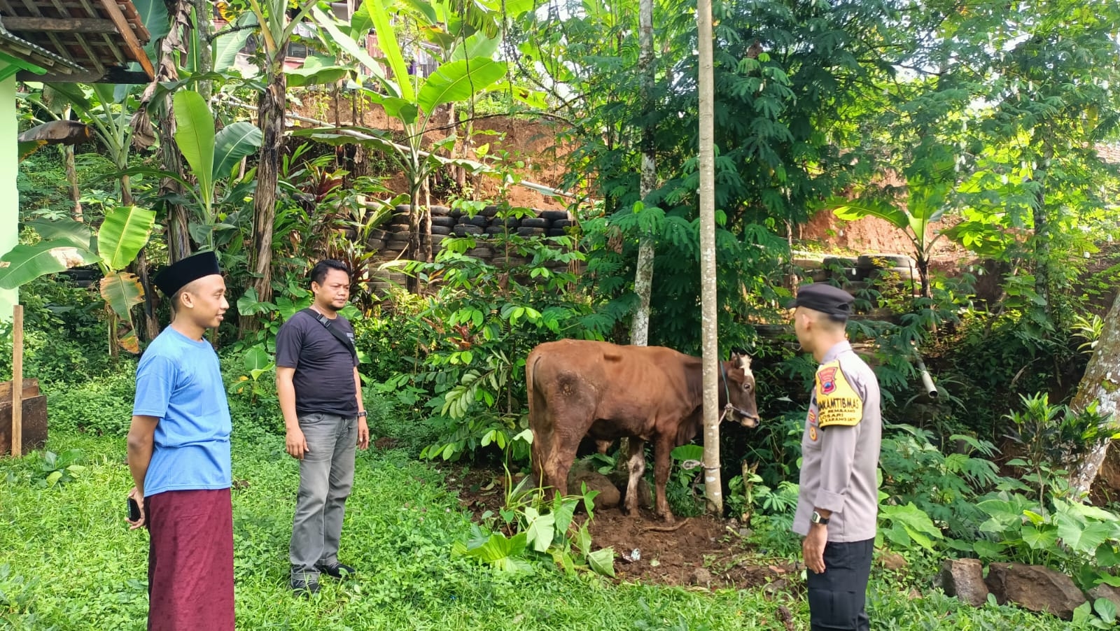 Terkejut, Warga Desa Rembang Purbalingga Dapat Kiriman Sapi Qurban dari Kapolri