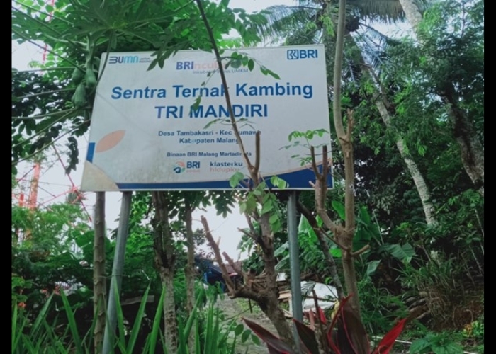 Berkat Pemberdayaan dari BRI, UMKM Peternak Kambing dari Unit Usaha Trimandiri Farm Kebanjiran Pembeli dari Berbagai daerah