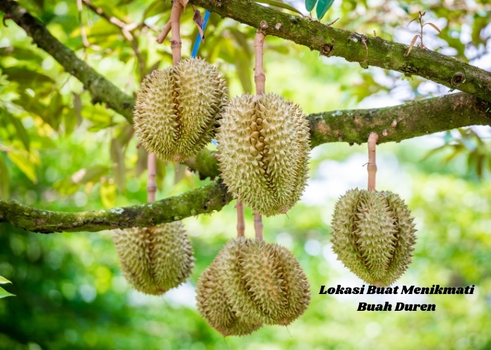 Pecinta Duren Wajib Merapat! 6 Lokasi Asyik Buat Menikmati Buah Duren yang Lezat (Bagian 1)