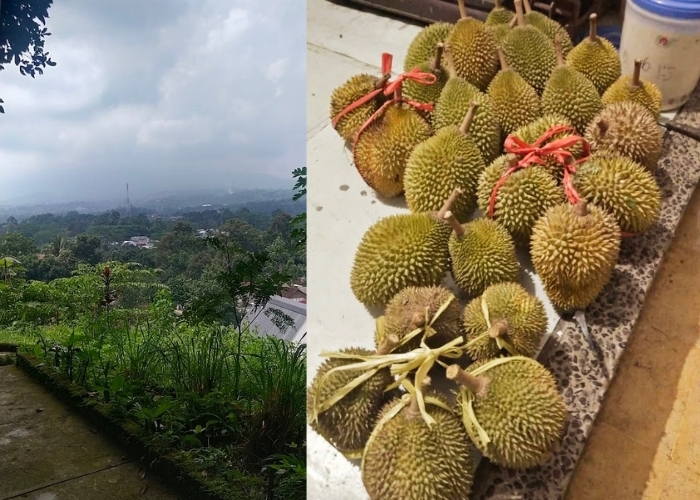 PECINTA DUREN KUMPUL KEMARI! 6 Lokasi Berikut Ini Cocok Buat Menikmati Buah Duren Plus Menawarkan Keindahan Alam (Bagian 2)