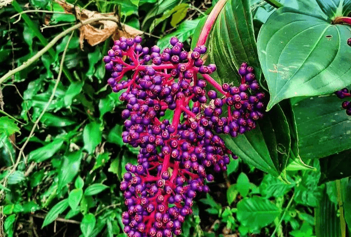 Mengenal Buah Parijoto, Buah Khas Gunung Muria yang Konon Bisa Membuat Bayi Jadi Ganteng dan Cantik