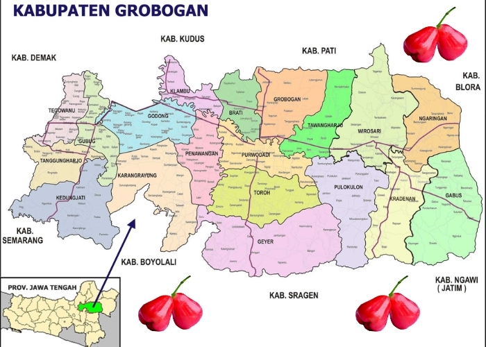 AKHIRNYA TERUNGKAP SUDAH! 5 Kecamatan di Grobogan Ini Ternyata Rajanya Jambu Air, Juara 1 Bikin Melongo!