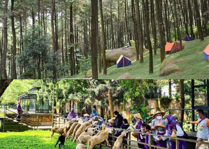 Bosan dengan Liburan Mahal dan Itu-itu Saja? Yuk, Kita Jelajahi 6 Objek Wisata Alam di Bogor yang Instagramable dan Murah di 2024!