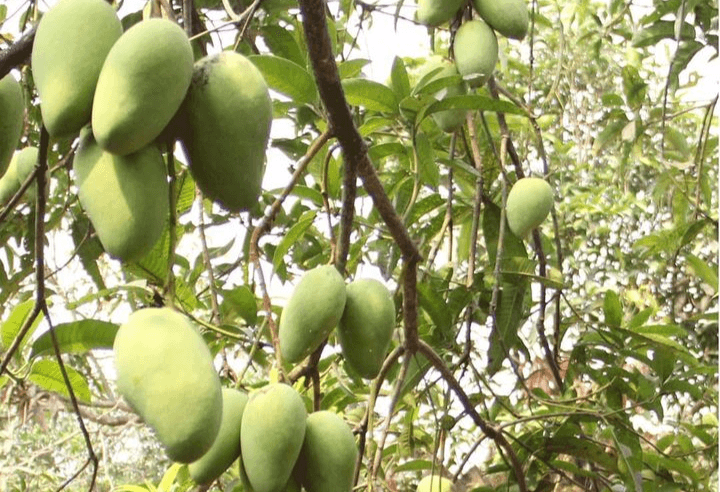 Menghasilkan Lebih dari 100.000 Kuintal, Inilah 5 Kecamatan Penghasil Buah Mangga Terbanyak di Kabupaten Pekalongan