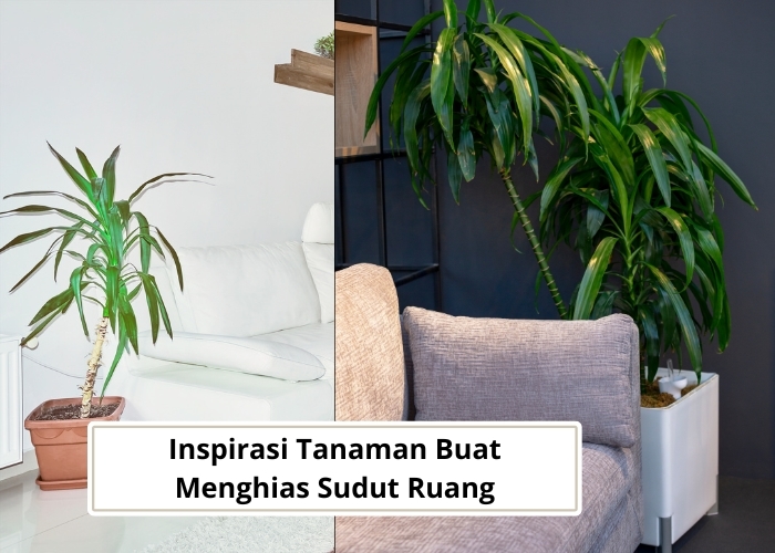 Arsitektur Vibes! Bosan Melihat Sudut Ruang Rumah yang Kosong tapi Bingung Mau Mengisi Apa? Cobalah 4 Tren Tanaman Hias Ini Dijamin Jadi Lebih Hidup!