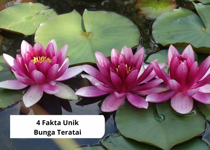 Fakta Unik Vibes! Mengenal Sekilas Bunga Teratai Beserta 4 Faktanya! Ternyata Bunga Ini Berasal dari Mesir Lho