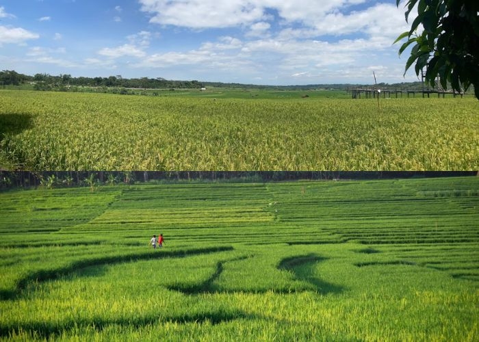 Fakta Unik Vibes! 3 Wisata Sawah dengan Pemandangan yang Indah Ini Ternyata Bisa Kamu Temukan Tak jauh dari Semarang Lho! Yuk Kita Eksplore