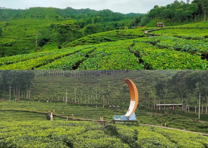 Wisata Vibes! Menyusuri Keunikan dan Keindahan Kebun Teh Gunung Gambir, Wisata Alam yang Memesona di Jember