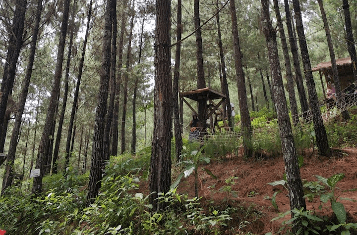 Alasan Kenapa Anda Harus Kunjungi Hutan Pinus Sawangan di Kabupaten Banyumas, Pemandangannya Top Markotop