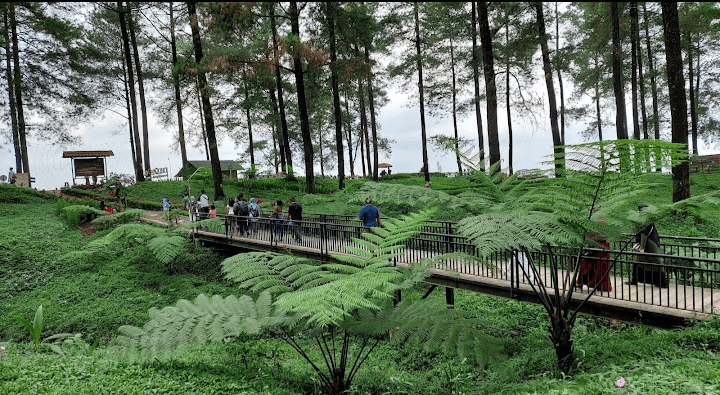 6 Fakta Menarik Objek Wisata Hutan Pinus Sawangan di Kabupaten Banyumas, Bikin Kamu Ingin Berkunjung Kesana