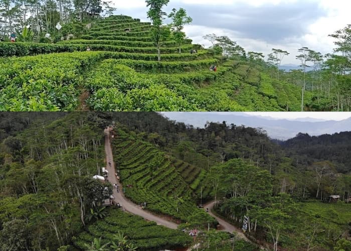 Jogja Vibes! Menyapa Sambil Menikmati Kehijauan Alami Kebun Teh Nglinggo: 6 Tips Jitu Agar Liburan Tetap Santai Tanpa Cemas