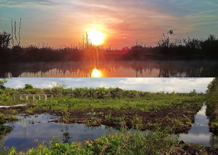 Wisata Vibes! Update Harga Tiket Masuk dan Tarif Taman Nasional Sebangau Per 30 Oktober 2024: Berikut Daftar Lengkap Harga Tiket dan Layanan Terbaru