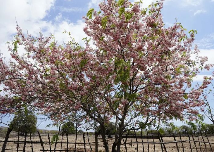 Jangan Kaget! Ternyata di Indonesia Ada 5 Surga Bunga Sakura yang Bikin Kamu Serasa Terbang ke Jepang!