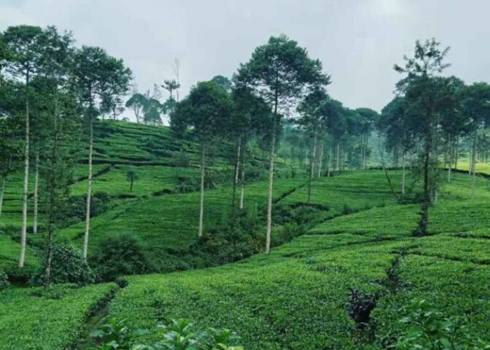 DIJAMIN BIKIN ADEM SAMPAI TULANG! Ini Dia 5 Wisata di Tambi Wonosobo yang Bikin Lupa Panasnya Ibu Kota, Wajib Kamu Jelajahi Sekarang!