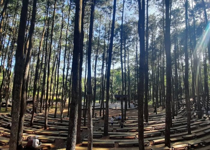 Jangan Cuma Rebahan! 5 Destinasi Wisata Hutan Pinus Terbaik di Indonesia Ini Bikin Kamu Lupa Pulang!