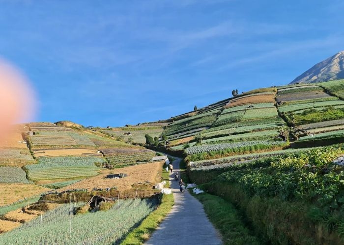 Geger! 5 Agrowisata Magelang Ini Bikin Liburan Auto Cerdas dan Anti Bosan Tahun 2025! Ada yang Bisa Lihat 6 Gunung Sekaligus!