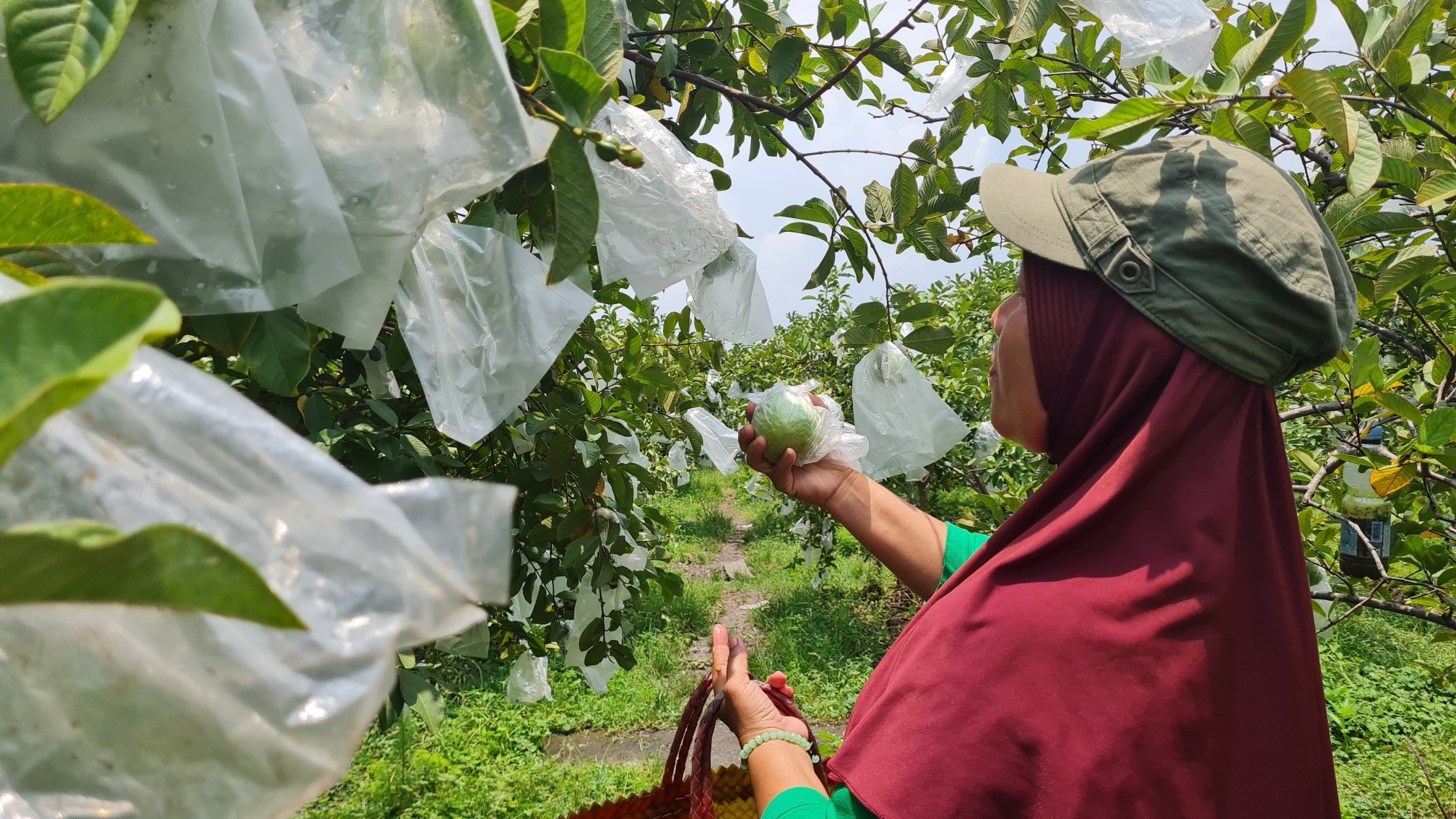 Petik Sendiri, Makan Sepuasnya! Serunya Wisata Jambu Kristal Organik di Sragen yang Bikin Ketagihan!