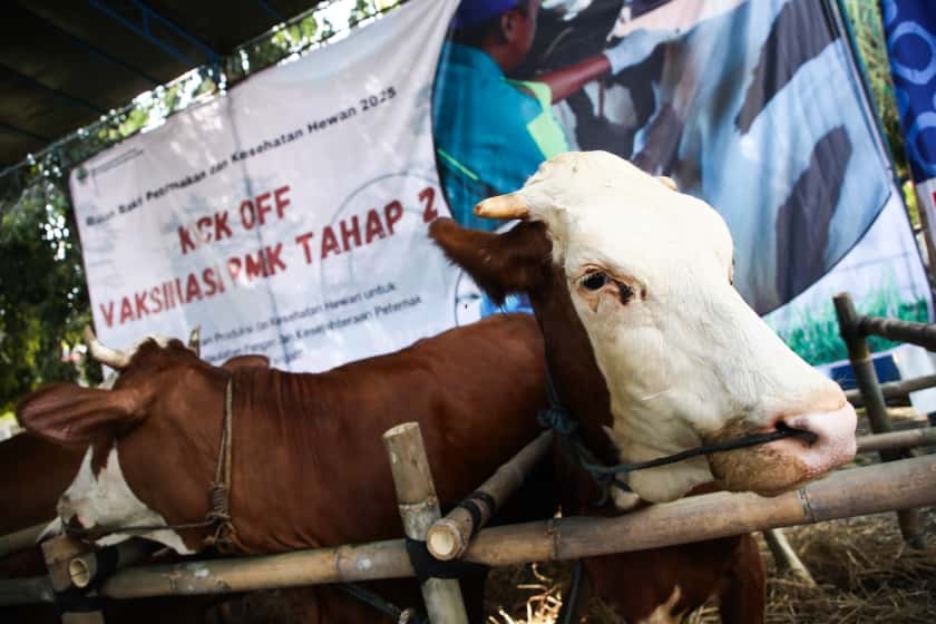 Pemprov Jateng Ajak 3.000 Petugas Kejar Target 1 Juta Vaksinasi Hewan Ternak