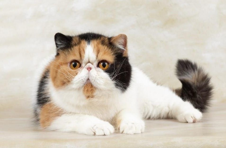 Polisi Selidiki Kasus Penendangan Kucing di Blora, Terduga Pelaku Terancam 1,6 Tahun Penjara