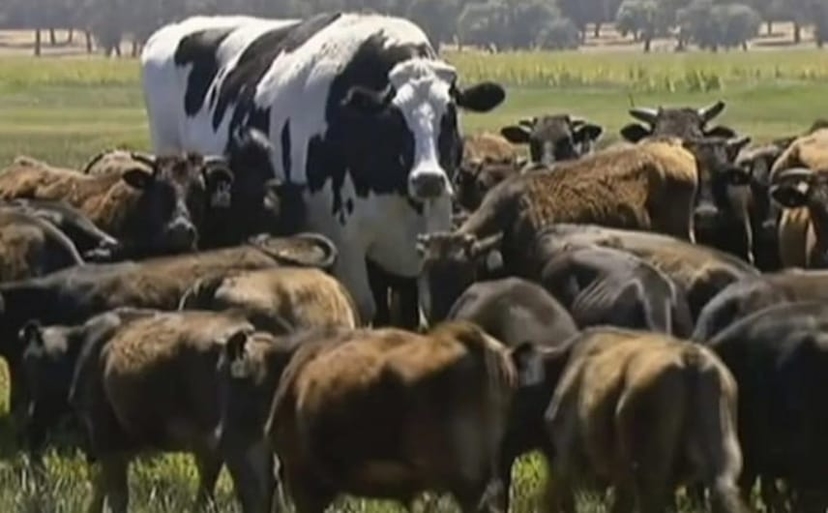Sapi Tebesar Daftar 5 Sapi Terbesar di Dunia yang Bikin Kagum